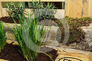 Herb garden of wooden palette - close up