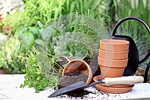 Herb Gardening and Trowel photo