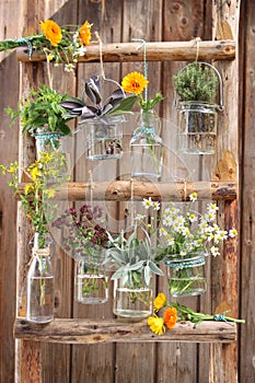 Herb in glass containers