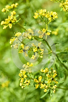 Herb of Grace flowers photo