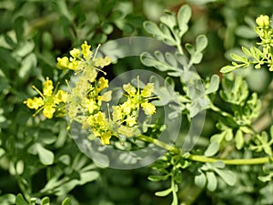 Herb-of-grace, medicinal plant with flower photo