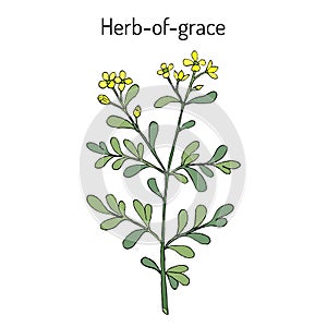 Herb-of-grace Ruta graveolens , or common rue, medicinal plant photo