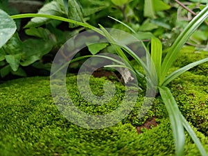 Herb grow healthily between the mossy crack of the brick.