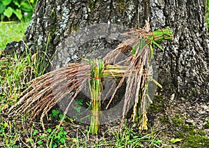 Herb horse