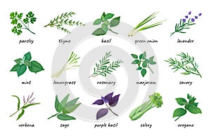 Herb icons. Various cooking ingredients, fresh thyme, coriander and parsley. Green and purple basil, mint and lavender