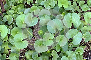 Herb,Indian pennywort photo