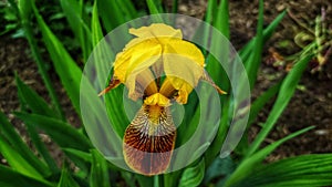 herb iris yellow bush