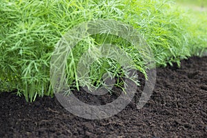 Herb, kitchen-garden with young green dill plants. Photo of dill harvest for eco cookery business. Organic food fresh spice. Antio