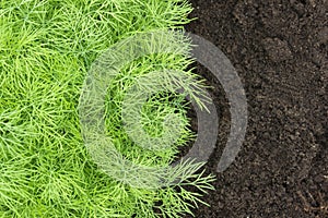 Herb, kitchen-garden with young green dill plants. Photo of dill harvest for eco cookery business. Organic food fresh spice. Antio