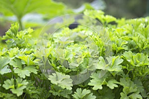 Herb, kitchen-garden with young green parsley plants. Organic food, fresh spice. Photo of harvest for eco cookery business. Antiox