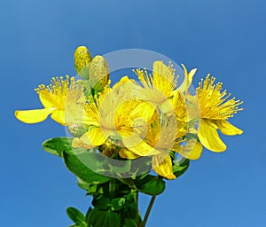 Herb - Klamath weed - St. John's wort