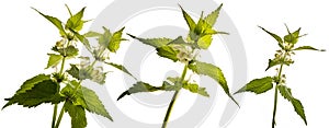 Herb Lamium album - white nettle white dead-nettle