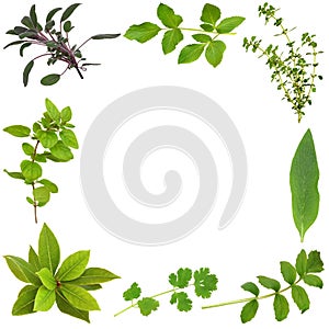 Herb Leaf Border