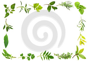 Herb Leaf Border