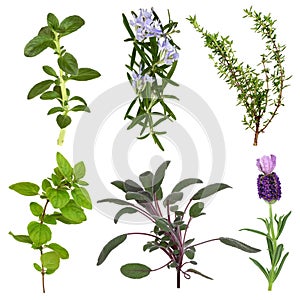 Herb Leaf Collection