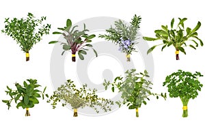 Herb Leaf Posy Selection