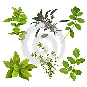 Herb Leaf Selection