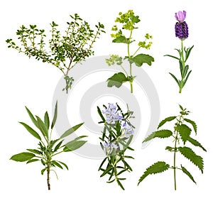 Herb Leaf Selection