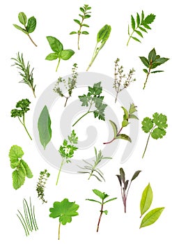 Herb Leaf Selection