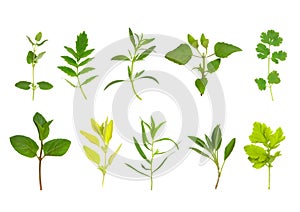 Herb Leaf Selection