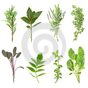 Herb Leaf Sprigs photo