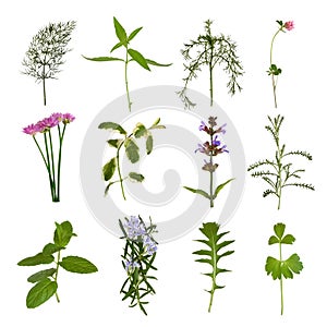 Herb Leaf Variety