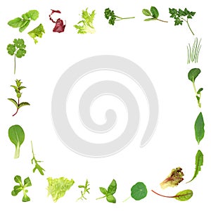 Herb and Lettuce Leaf Border