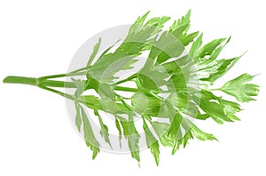 Herb lovage
