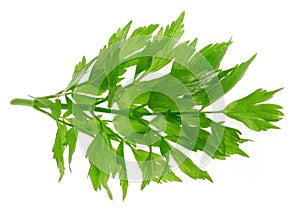 Herb lovage