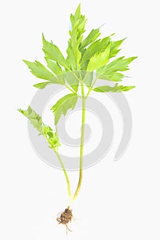 Herb lovage isolated