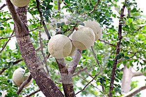 Herb Makwid, wood-apple on tree of Edible Thai fruit of subcontinent asia