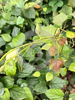 Herb maple wild green
