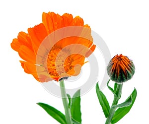Herb marigold calendula folk medicine white