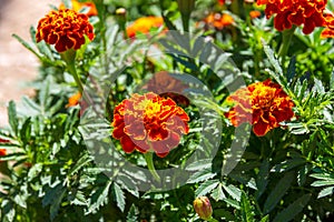 Herb Marigold - Tagetes