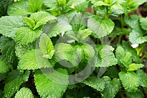 Herb Melissa officinalis photo