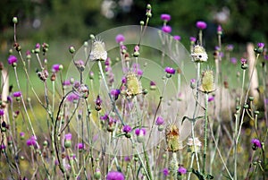 Herb Milk thistle