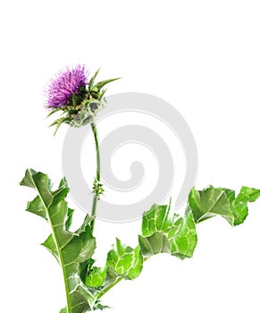 Herb milk thistle silybum marianum