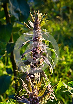 Herb motherwort Leonurus cardiac