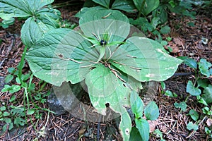 Herb Paris or True Lover's Knot (Paris quadrifolia)