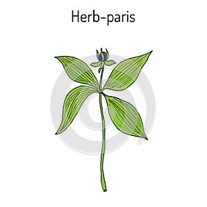 Herb-paris, or true lover s knot Paris quadrifolia , poisonous plant
