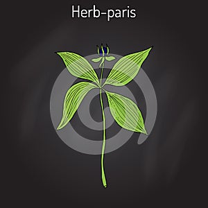 Herb-paris, or true lover s knot Paris quadrifolia , poisonous plant