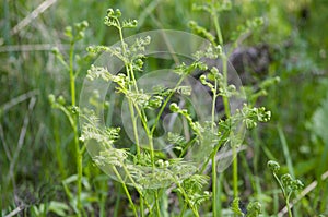 herb the plant fern Siberian medicinal photo