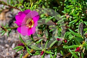 Herb Portulaca oleracea