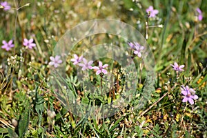 Herb Robert