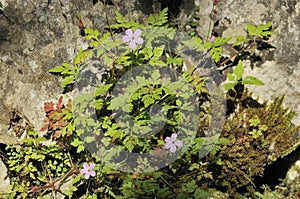 Herb-robert