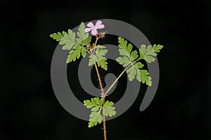 Herb robert against black