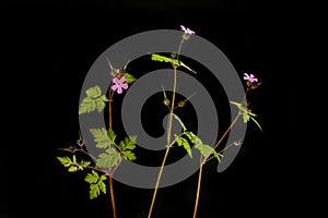 Herb robert against black