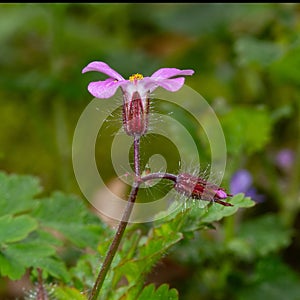 Herb-Robert, also known as Roberts Geranium