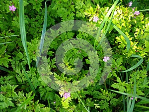 Herb Robert or Cranesbill - Geranium robertianum, Norfolk, England, UK