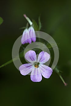 Herb robert geranium flower in Giuffrida Park in Meriden, Connecticut.